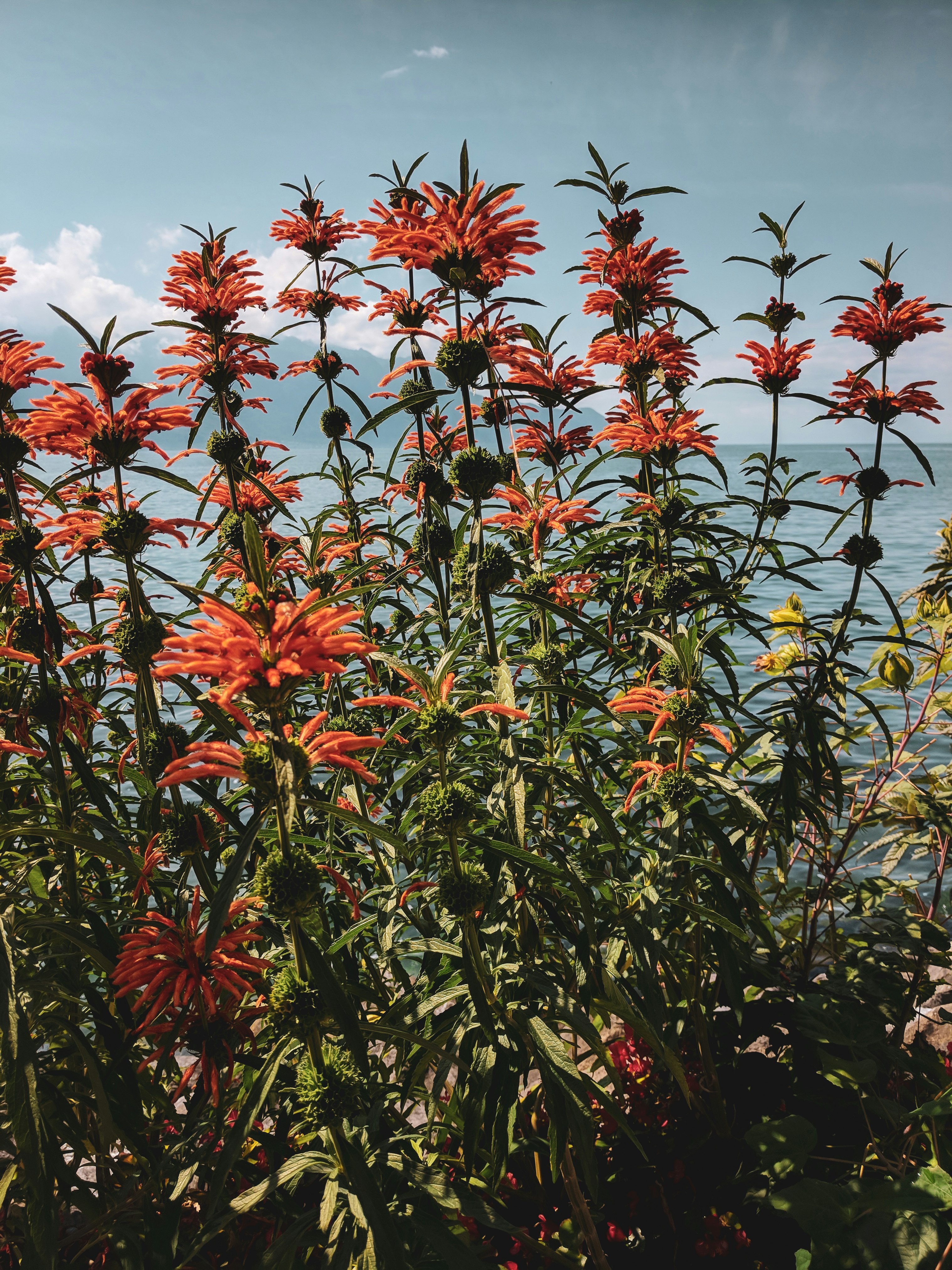 red flowers with green leaves under blue sky during daytime